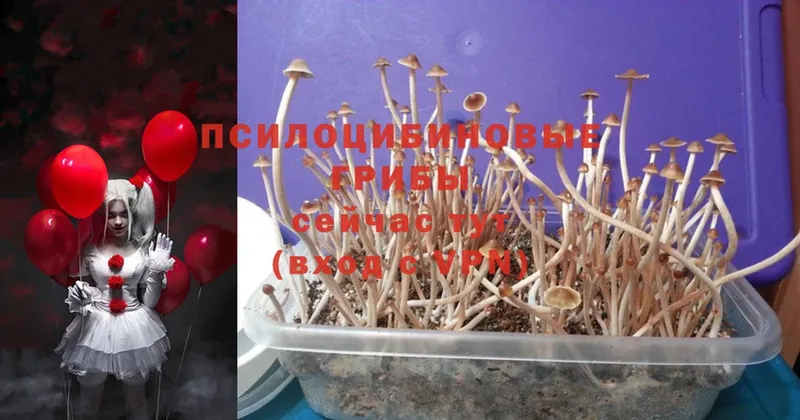 Псилоцибиновые грибы Psilocybine cubensis  kraken вход  Иннополис 